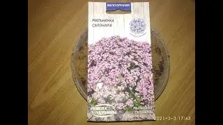 Посев мыльнянки (сапонарии) на рассаду