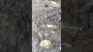 relaxing sound of beetles and natural water #nature #forrelaxation