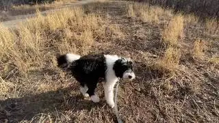 PUPPY TRAINING: Morning Routine