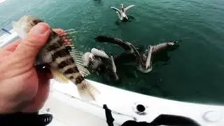 Pelican'ts! Pelican training LOL! #pelicans #fishing #moreheadcity