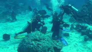 Cod feeding, Cod Hole, Australia
