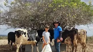 VEJA OS SILOS DE MANIÇOBA E O VAQUEIRO HUGO  ALIMENTANDO O GADO COM A MANIÇOBA.