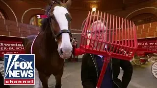 Steve Doocy explores Budweiser's 150-year history at original St. Louis brewery