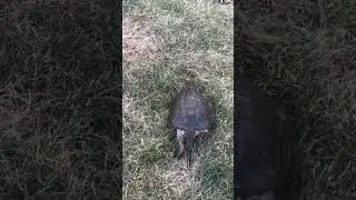 SLOW POKE But With BUILT IN GPS! #shorts #turtle #reaction
