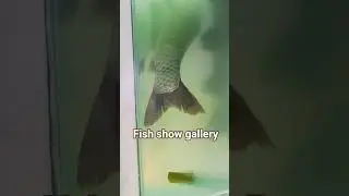 #fishing #fish #fair #festival #odisha#bhubaneswar #fishcultivation
