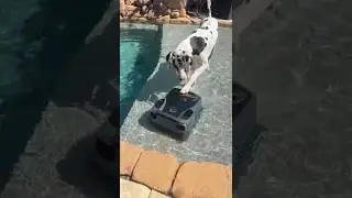 Funny Great Dane Reviewer Product Tests New Aiper Scuba X1 Pro Max Pool Cleaner Robot