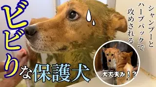 【兄弟愛】シャンプー中の兄犬を心配して駆け寄る弟犬が可愛すぎた【ほっこり】