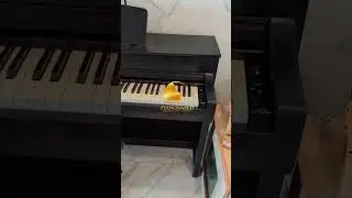 Yamaha Clavinova CLP745 Delivered 🤗🤗 #pianobased @pianobased #yamaha