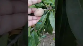 Chikoo fruit ll yummy fruit ll full of nutrients