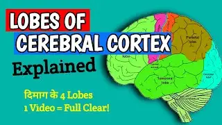Lobes of Cerebral Cortex and their Functions | Dr Saroj Kanwar PhysioStudy