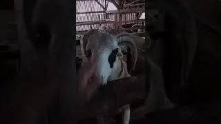 sudah mulai pada lahiran. dan harus renov kandang lgi renov kandang lagibismillah ya #fypシ゚viral