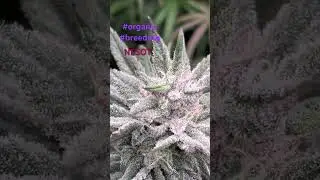 Organically grown, fed nothing but water last 30 days.#shorts #cannabiseducation #breeder #growers