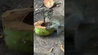 oh very pity little monkey #monkeys #monkey4u #monkey