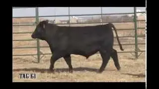 2015 Quirks Bull Sale Tag 61