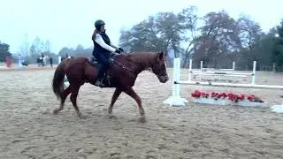 Tennessee Walking Horse -Chance - Bitless Bridle- Gaited Horse Training