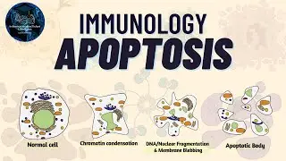 Apoptosis in Immunology: Definition, Pathways, and Key Examples (vs Necrosis) - Immunology Lectures