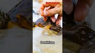 Discover the Mysteries of Dominican Amber! #facts #nature #wildlife #natural #gemstone