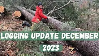 Well-Managed Forestry in Vermont | Selective Logging in our Forest Community December 2023 Update