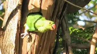A Baby Parrot leaving from Nest Hole | Baby Parrot Sound | Parrot Nest