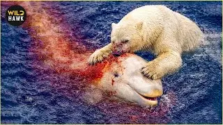 Most Ruthless Polar Bear Attacks Ever Recorded | Animal Fighting