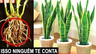 NUNCA PLANTE ESPADA DE SÃO JORGE SEM ANTES VER ESSE VÍDEO!