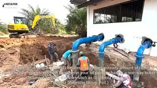 Oil Palm Plantation  Netafim SEA