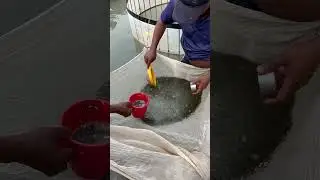Catla fish seed packing #fish #fishlovers