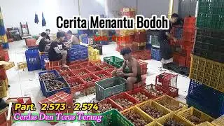 CMB 2573-2574 Cerdas dan terus terang