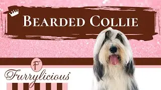 Bearded Collie Breed Facts