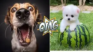 || Pets Getting Scared Over Nothing || Funny Cat And Dog Videos ||