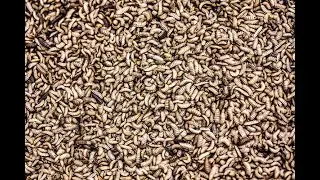 Largest insect protein production plant in the world will feed animals, fish and eventually humans