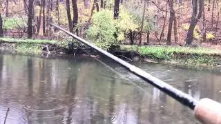 Caught a 20 inch brown trout at Monocacy creek pa, 11/12/20