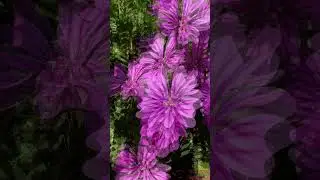 beautiful relaxing music wtih bright purple flower