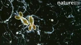Two Freshwater copepods swimming through pond debris, Surrey, UK, May.