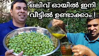 HOW TO MAKE OLIVE OIL AT HOME || ഒലിവ് ഓയിൽ വീട്ടിൽ ഉണ്ടാക്കാം