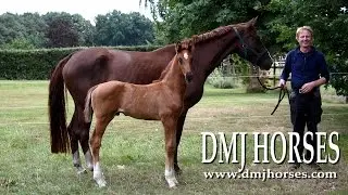DMJ HORSES presents ★ DMJ LUCKY CHARM by Livaldon x Dannebrog