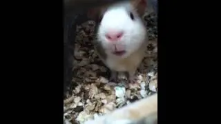 My pet