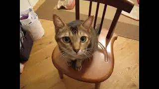 Meet Wawa: Our Incredible Cat! MVI 8291 (2009.10.1)