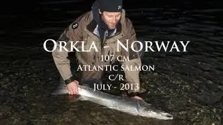 108 cm atlantic salmon c/r from Vella Rikstad, Orkla, salmon fishing in river Orkla, Norway.