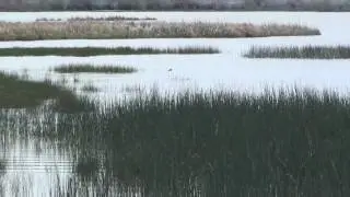 DOG TRAINING - AKC SENIOR RETRIEVER HUNT TEST WATER SERIES
