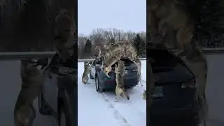 WOLF PACK INVASION: Terrifying SUV Encounter (4K Winter Wildlife)
