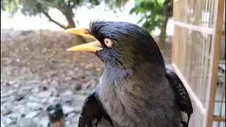 Kicauan Merdu jalak kebo suara mantap