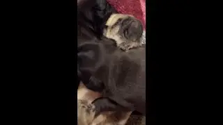Pug Puppies Dreaming 😴 Soft Music for Sleep, Meditation & Calm Night