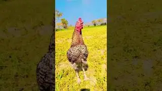 Majestic Rooster Crowing in a Beautiful Landscape plz like & subscribe me #trending #shorts #viral