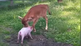 End Speciesism Weekly Reminder Part 27