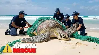 Inside a Florida Sea Turtle Rescue Storm, Survival, and Lukas&rsquo; Helicopter Mission