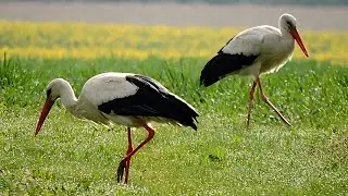 Bociany - rodzinne życie / Storks - family life