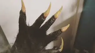 Werewolf gloves, latex with resin claws