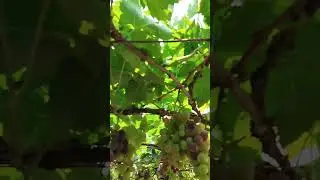 Jenis Grapes Farm 🍇