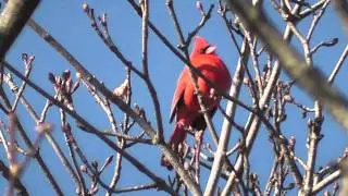Northern Cardinal Singing Close-up Finale with Thunderstorm in HD